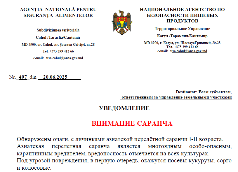 саранча