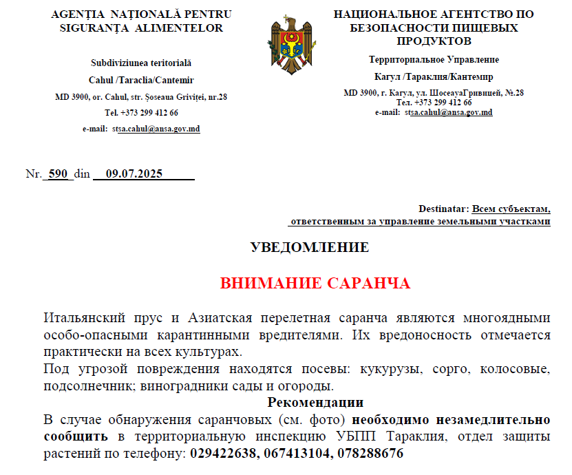 саранча