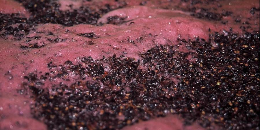 Брожение вина