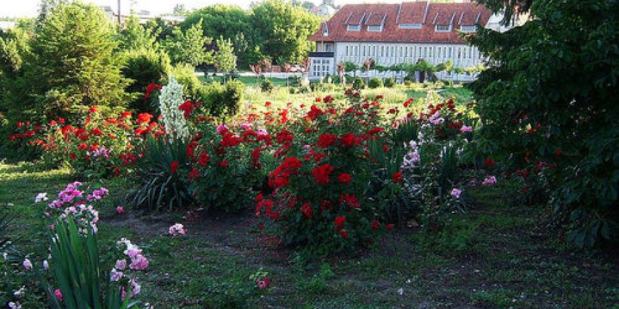 Твардица